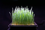 Wheatgrass timelapse video